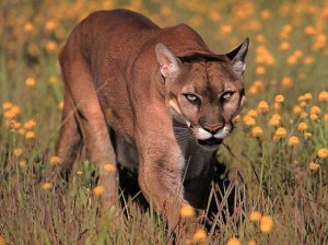 cougar1